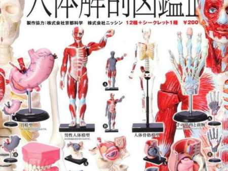 Yujin Human Anatomy Illustrated Book Model Gashapon Part 2 13 Collection Figure Set For Sale