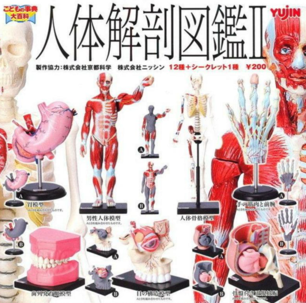 Yujin Human Anatomy Illustrated Book Model Gashapon Part 2 13 Collection Figure Set For Sale