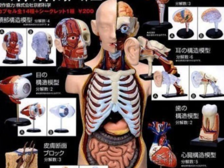 Yujin Human Anatomy Illustrated Book Model Gashapon Part 1 14 Collection Figure Set Cheap